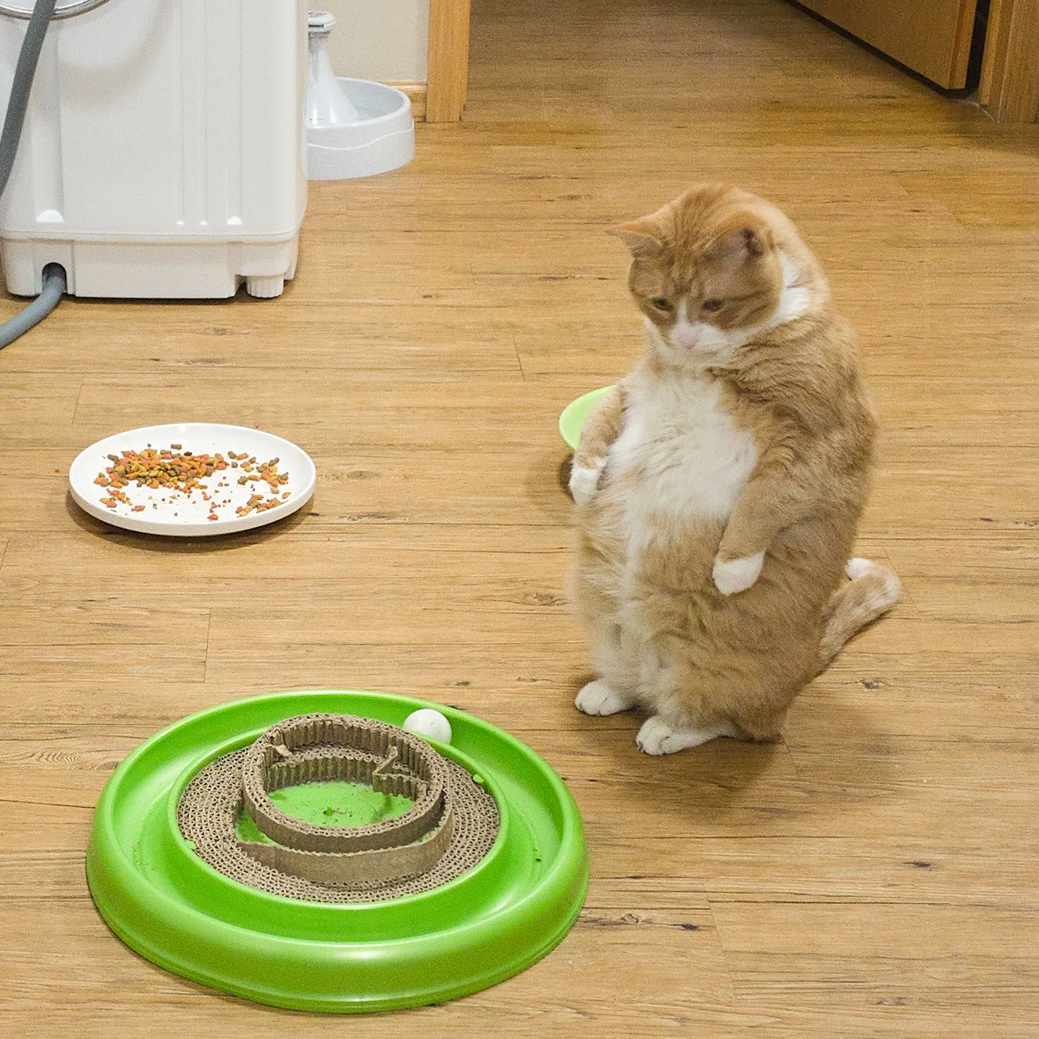 Cat beside a circular play toy