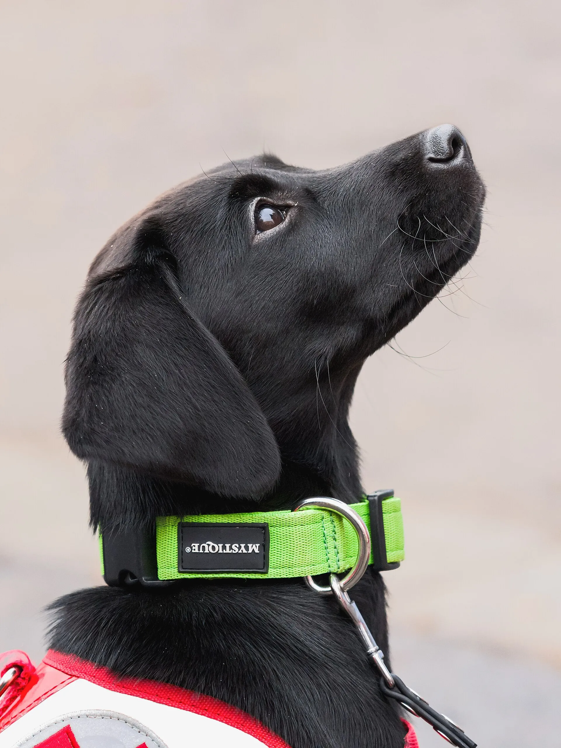Black dog wearing a bright green collar