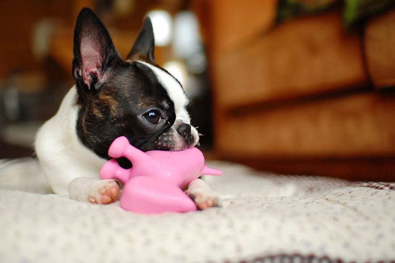 Small dog holding a bright play toy